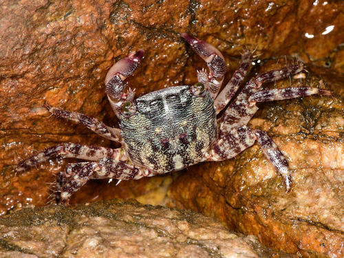 Pachygrapsus marmoratus