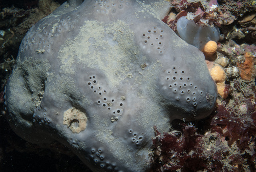 Pachymatisma johnstonia