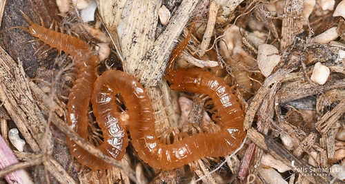 Pachymerium ferrugineum