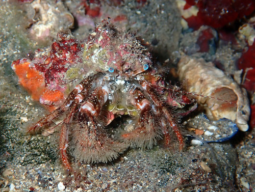Pagurus cuanensis