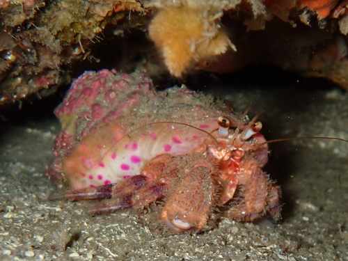 Pagurus prideaux