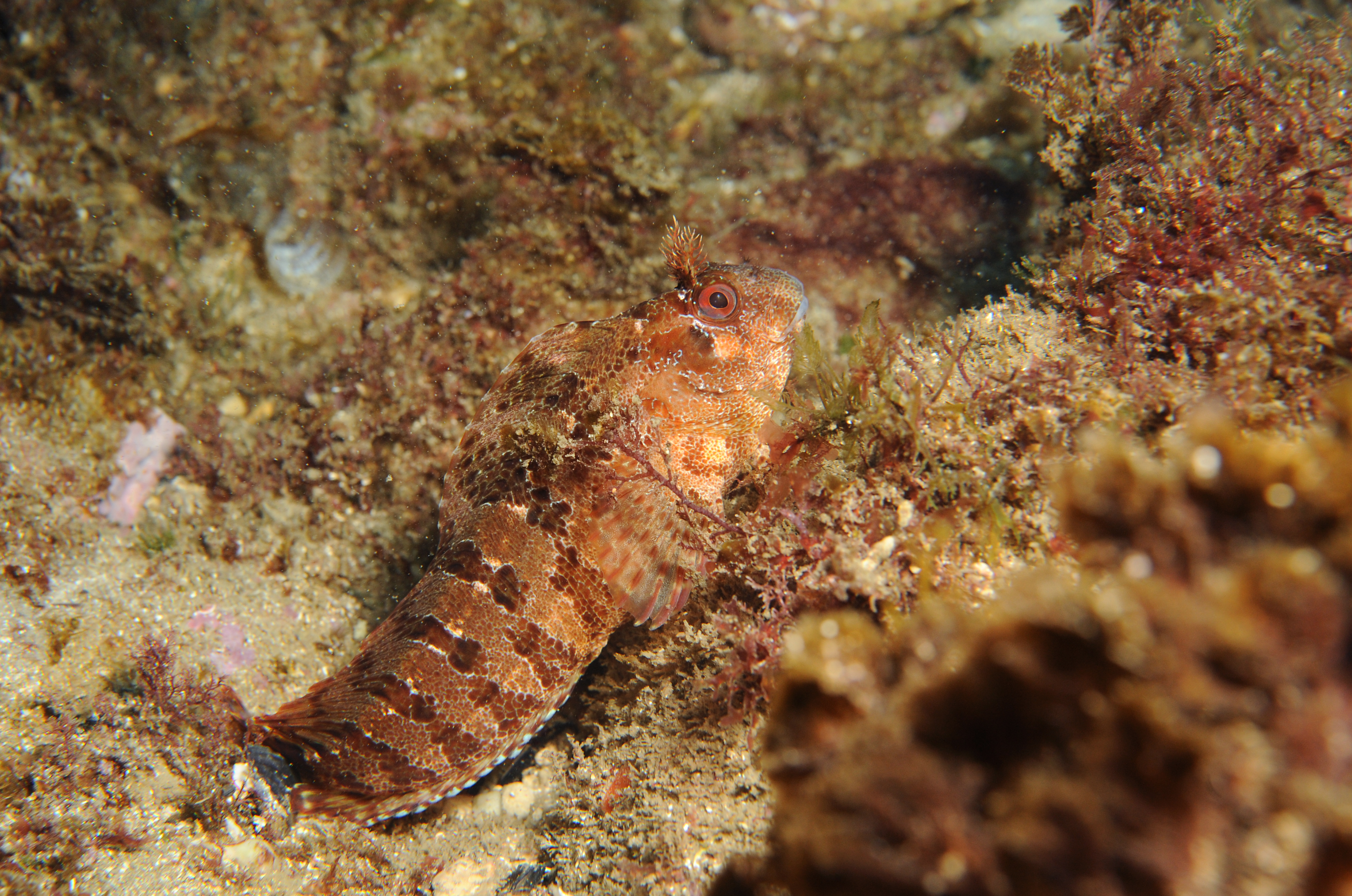 Blennie gattorugine ou Cabot