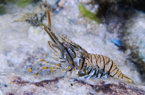 Palaemon elegans