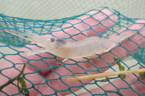 Palaemon longirostris