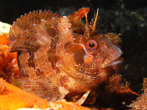 Blennie gattorugine