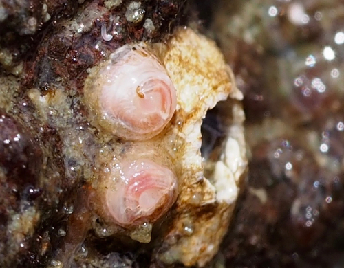 Paradexiospira vitrea