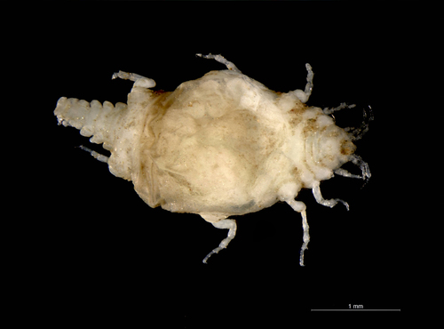 Paragnathia formica