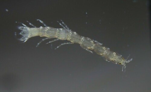 Paranthura nigropunctata