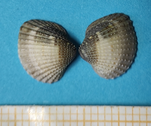 Parvicardium exiguum