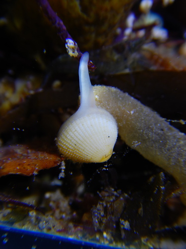 Parvicardium scabrum