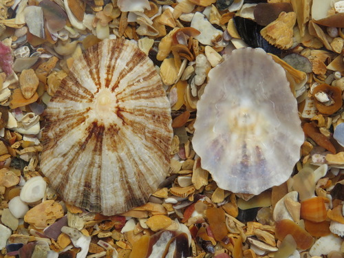 Patella ulyssiponensis