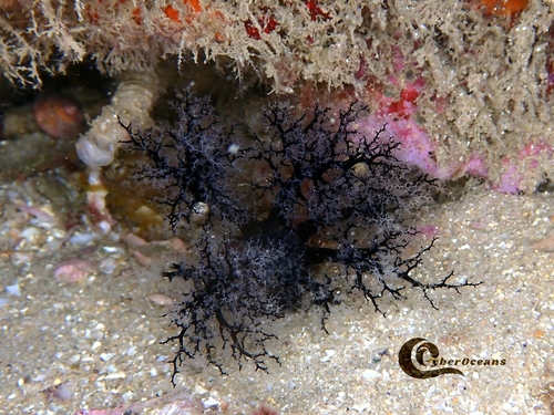 Pawsonia saxicola