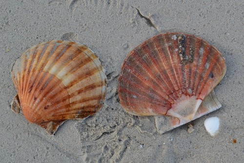 Coquille Saint-Jacques