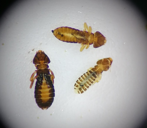 Pectinopygus bassani