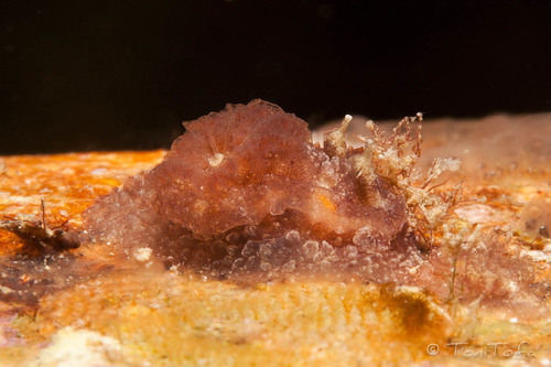 Pelagella castanea