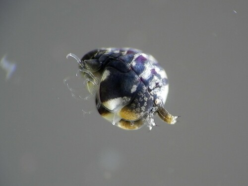 Peltocoxa damnoniensis