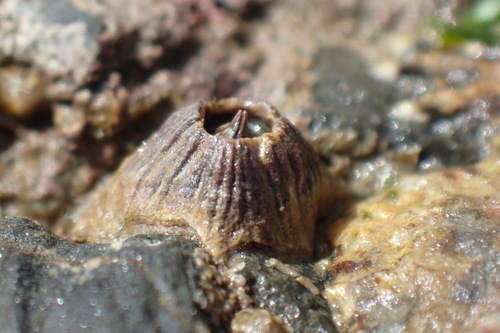 Perforatus perforatus