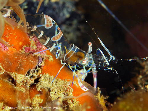 Periclimenes sagittifer