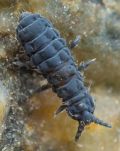 Anurida maritima
