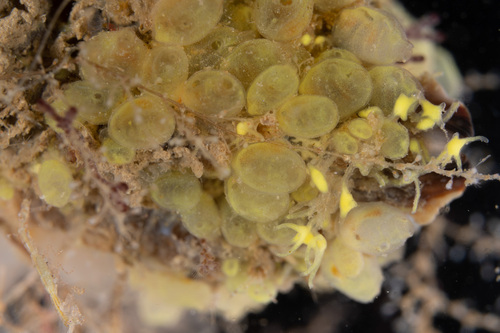 Perophora japonica