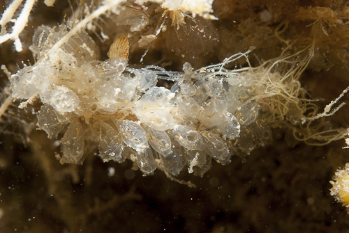 Perophora listeri