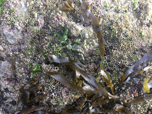 Petalonia fascia