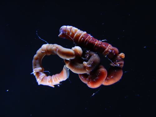 Petaloproctus terricolus