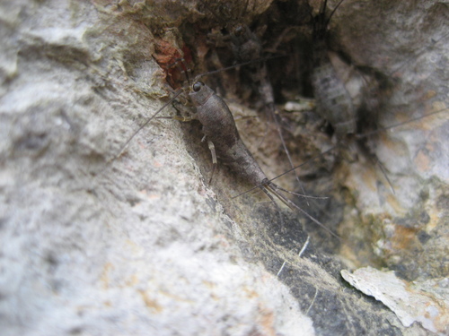 Petrobius maritimus