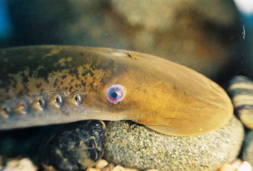 Lamproie marine