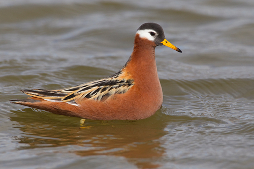 Phalarope à bec large