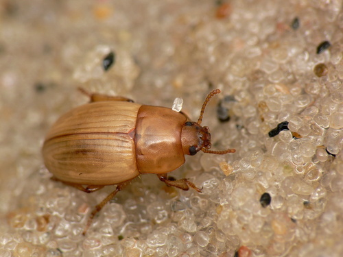 Phaleria cadaverina