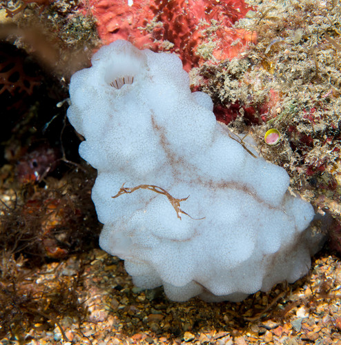 Phallusia mammillata