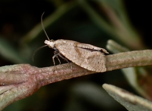Phalonidia affinitana