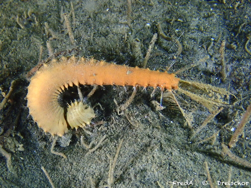 Pherusa plumosa