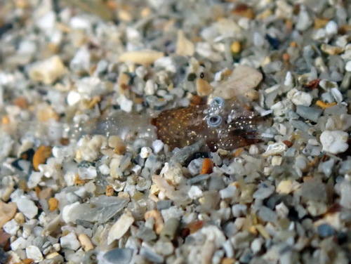 Philocheras bispinosus