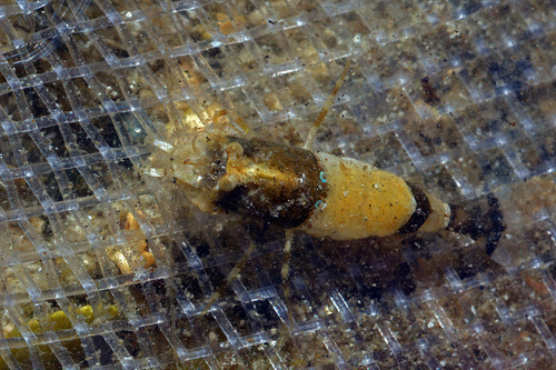 Philocheras fasciatus