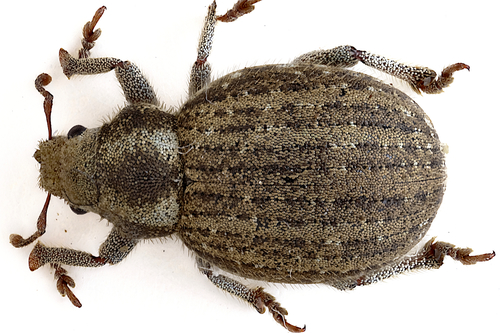Philopedon plagiatum