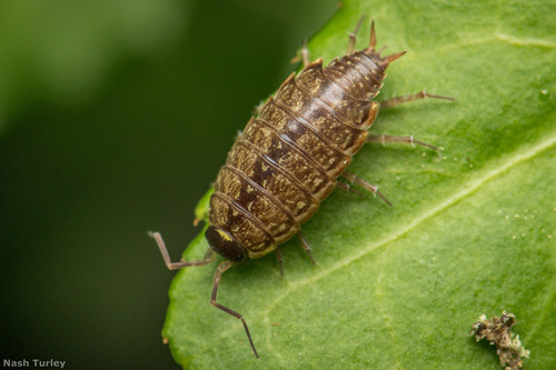 Philoscia muscorum