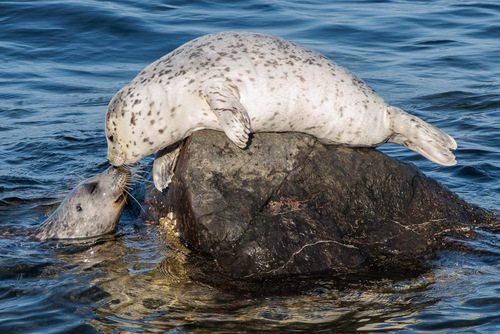 Phoca vitulina