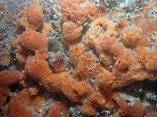 Phorbas plumosus