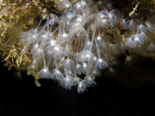 Phoronis hippocrepia