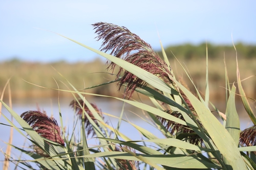 Phragmite, Roseau