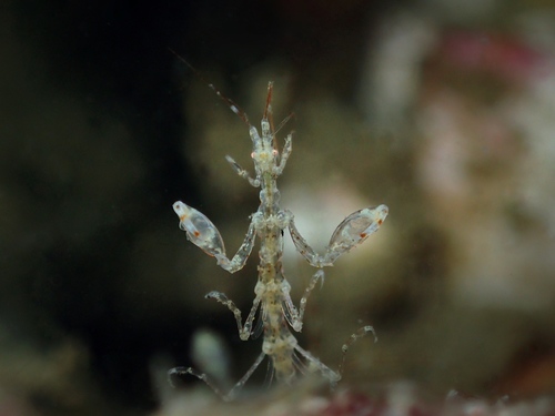 Phtisica marina