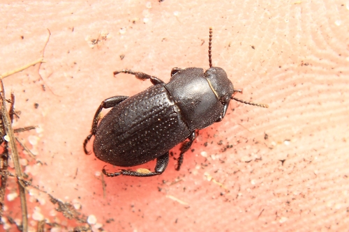 Phylan pilipes