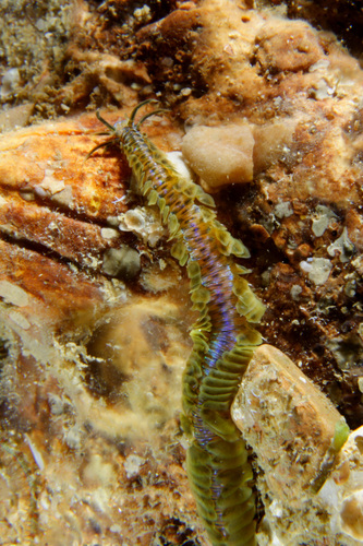 Phyllodoce laminosa