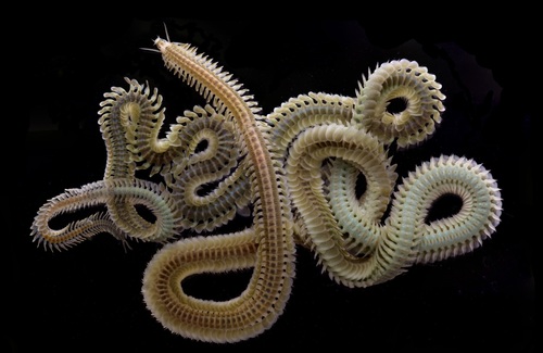 Phyllodoce lineata