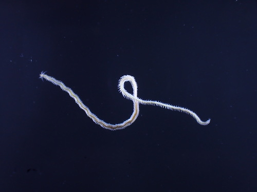 Phyllodoce mucosa