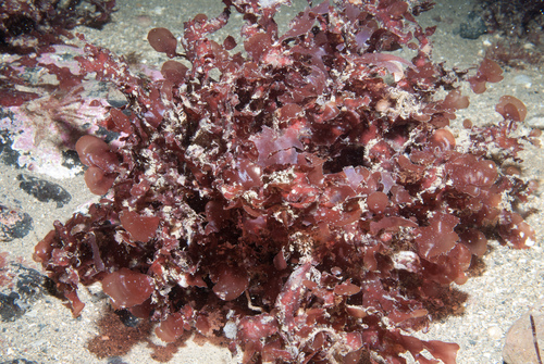 Phyllophora crispa