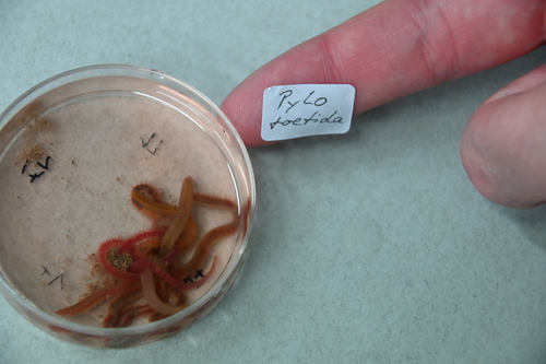 Phylo foetida