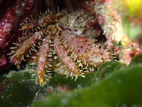 Pilumnus hirtellus